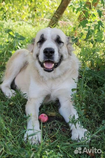 Среднеазиатская овчарка алабай в добрые руки