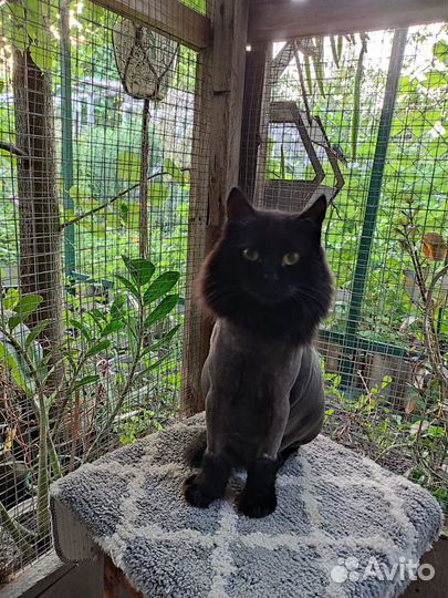 Красавец - кот в самом расцвете сил ищет Дом