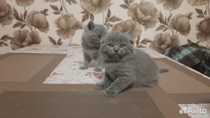 Шотландские котята