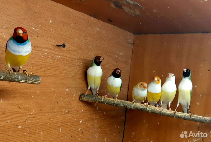 Амадины гульда