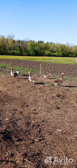 Продаю гусей домашних гусак и гусиха ст рабак Катя