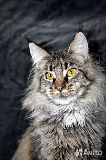 Мейн-кун девочка