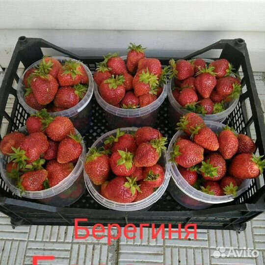 Рассада сортовой клубники