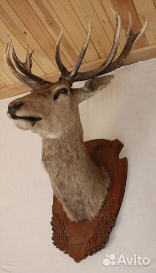 Голова Благородного Оленя