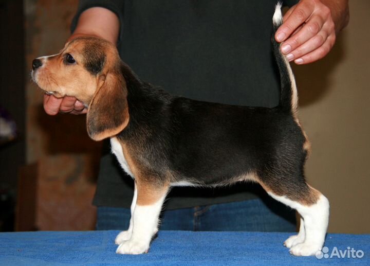 Щенки бигля РКФ 3 мес