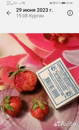 Рассада виктории