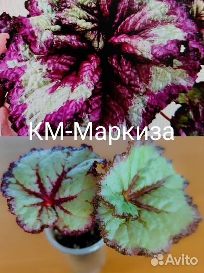 Бегонии км, часть 1