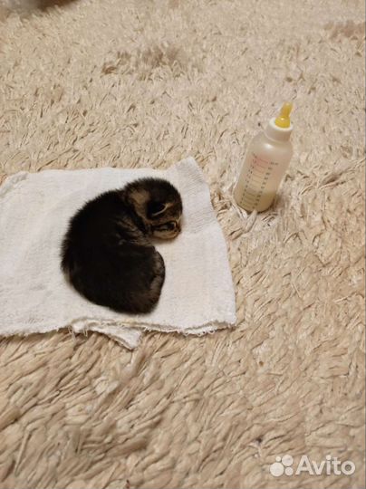 Котенок, родился 10.07