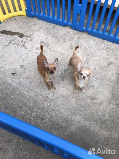 Чихуахуа тип кобби и тип дир