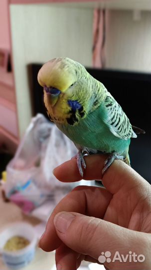 Пара ввп Чехов