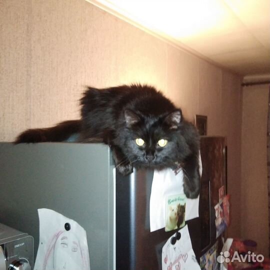 Кошка Анфиса