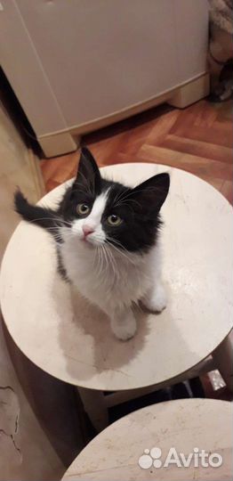 Котики