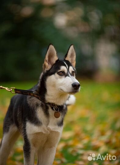 Щенок ищет дом