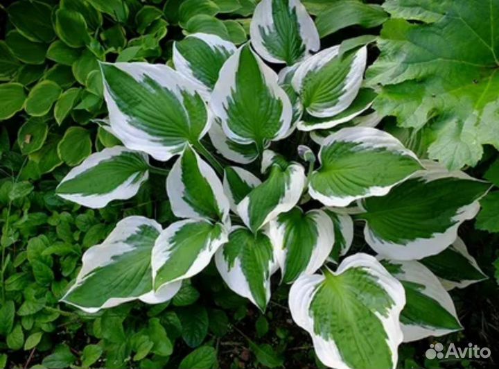 Хоста патриот