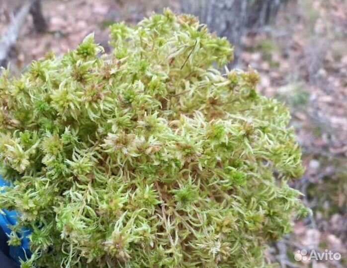 Мох сфагнум, боровой, ягель. Мел кусковой