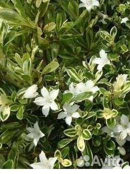 Мирт,Серисса