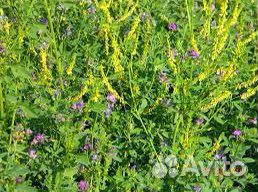 Семена люцерны