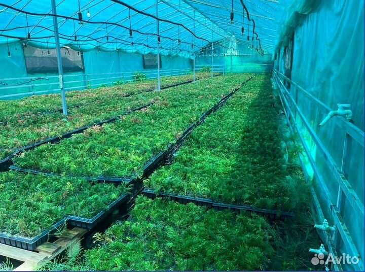 Саженцы туи оптом