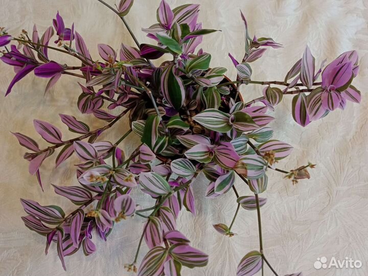 Традисканция