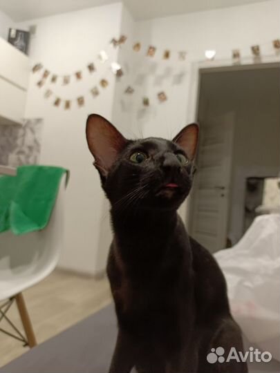 Ориентальный кот