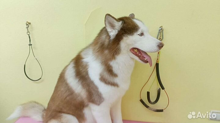 Услуги грумера