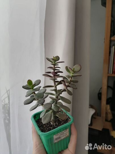 Растения для флорариума суккуленты