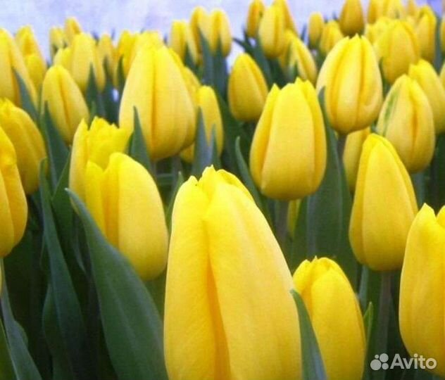 Луковицы тюльпанов