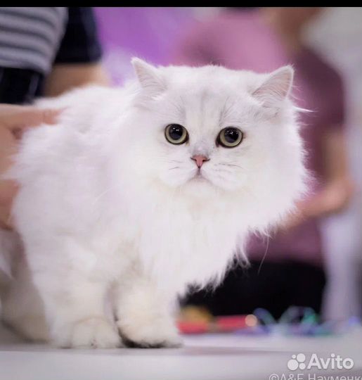 Британский кот на вязку