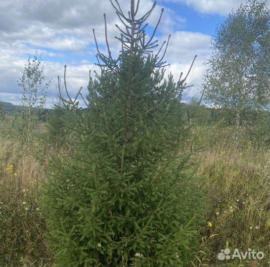 Ель обыкновенная крупномер