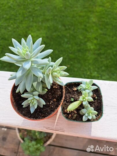 Суккуленты