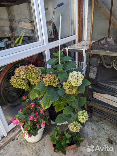 Комнатные цветы