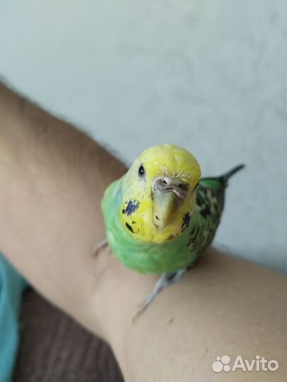Волнистый ручной попугай самка