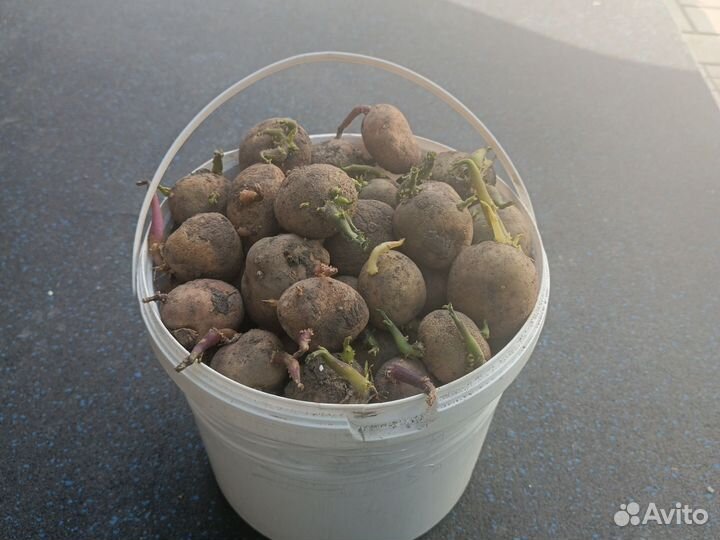 Семенной картофель