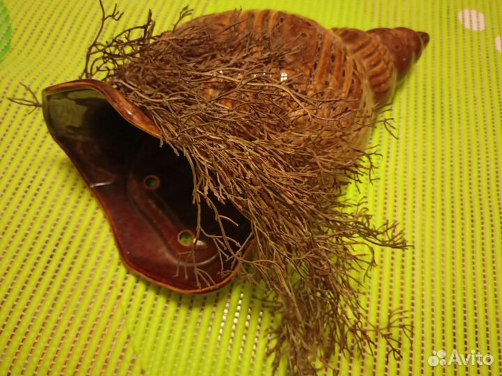 Керамические раковины