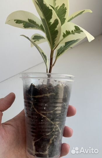 Фикус альбомаргината