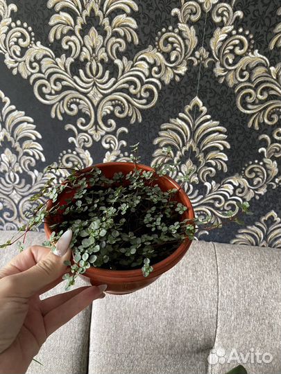 Растения пилея коллизия