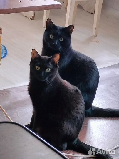 Кот и кошка