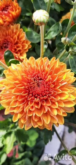 Хризантемы мультифлоры и корейские