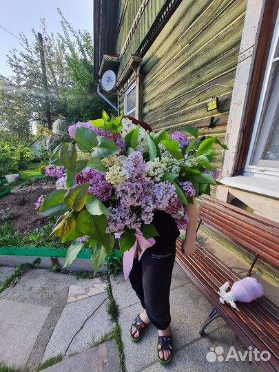 Сирень на букеты