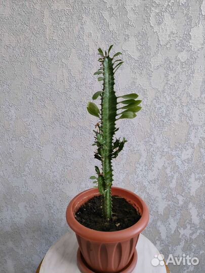 Молочай трехгранный