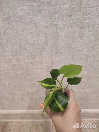 Филодендрон Сканденс Бразил