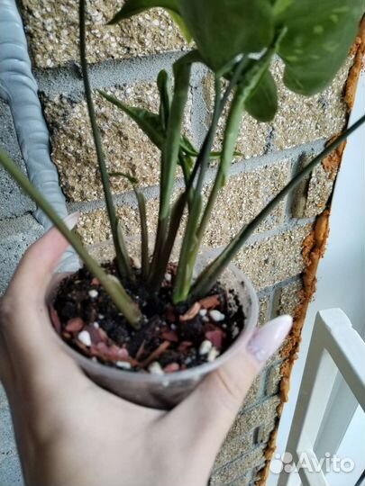 Сингониум панда