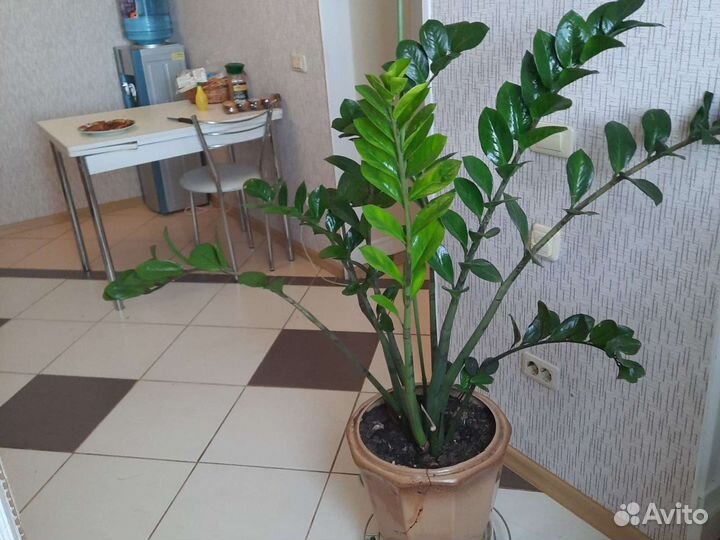 Цветы комнотные