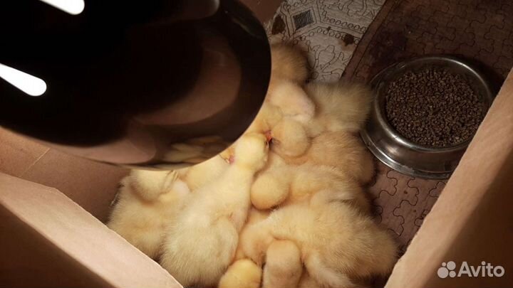 Утята муларды