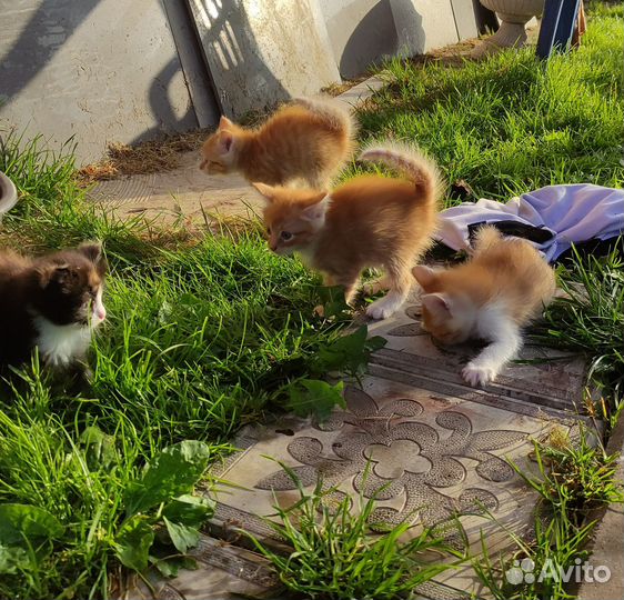 Котятки 1,5 мес, есть рыжики)