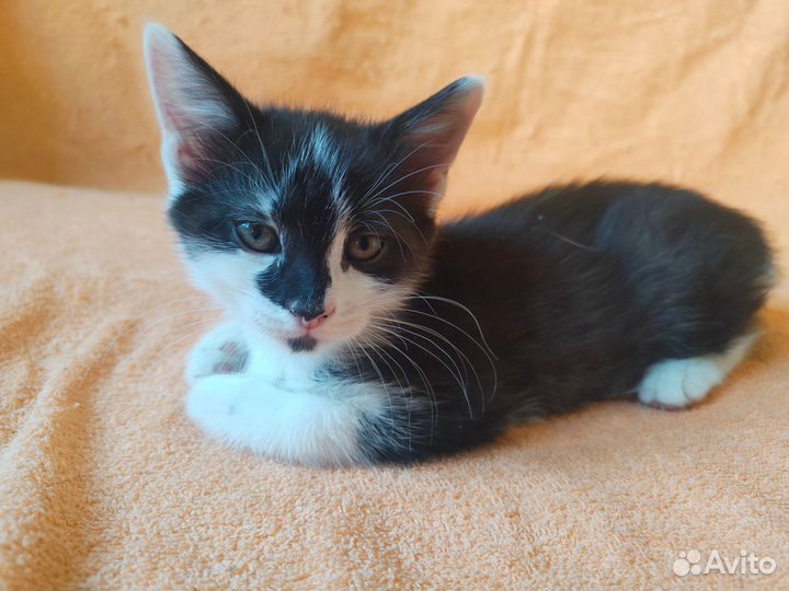 Милый котёнок в добрые руки