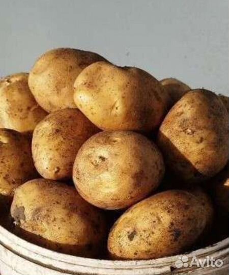Продам картофель