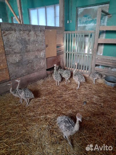 Цыплята страуса