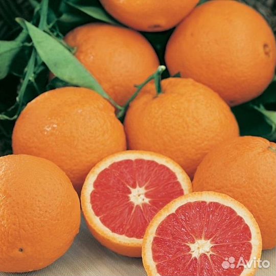 Цитрус Апельсин Кара-кара