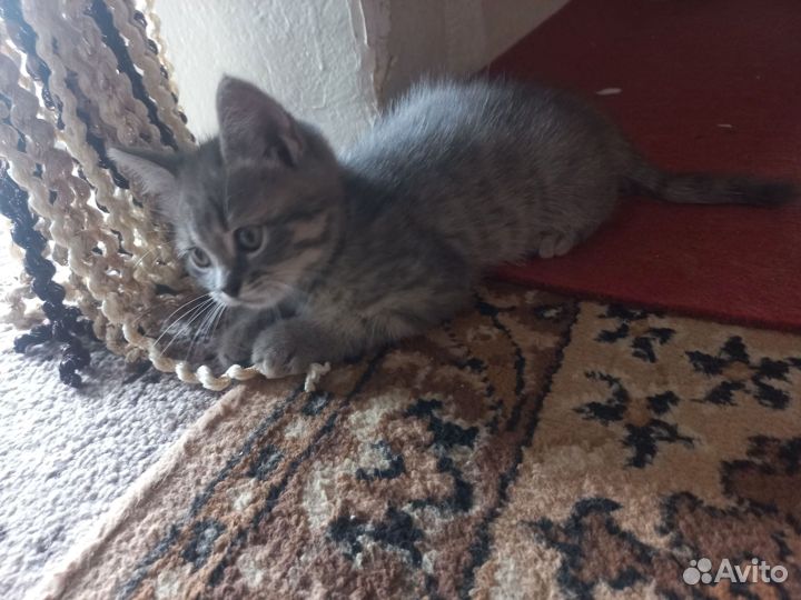 Котята в добрые руки даром